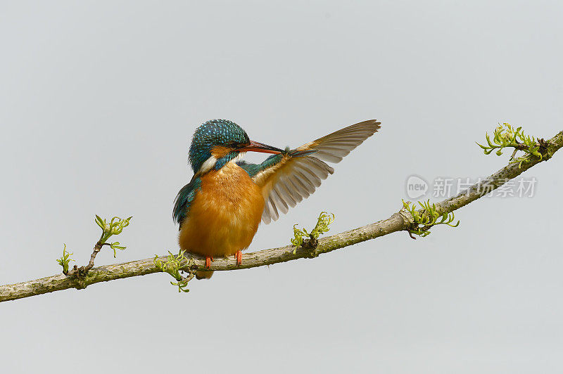 翠鸟(Alcedo atthis)